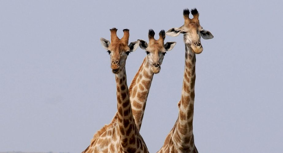 Zuid Afrika safari Kruger giraffen